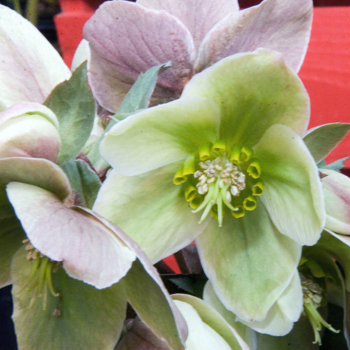 Helleborus 'Walhelivor'  - Ivory Prince Lenten Rose - Shipped