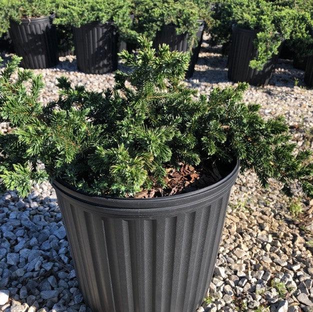 Blue Pacific Shore Juniper - Shipped