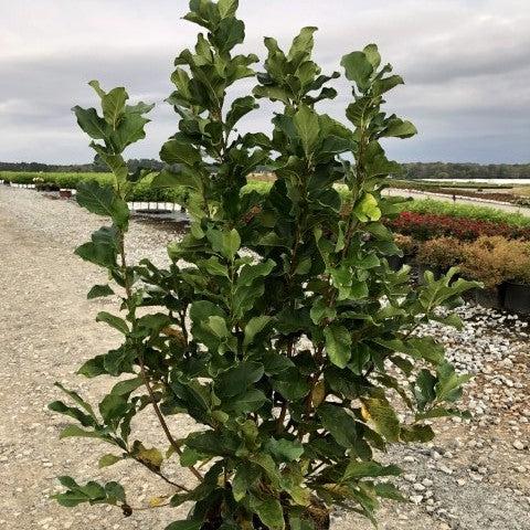 Magnolia 'Ann'  - Ann Magnolia - Shipped