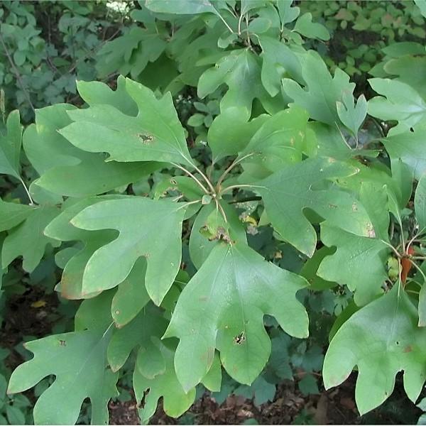 Sassafras albidum  - Sassafras - Shipped