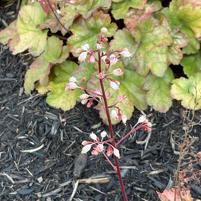Heuchera 'Toffee Tart' PP33,694  - Dolce® Toffee Tart Heuchera - Shipped