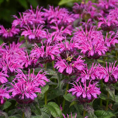Monarda 'Leading Lady Plum' PP26,447  - PW® Leading Lady Plum Bee Balm - Shipped