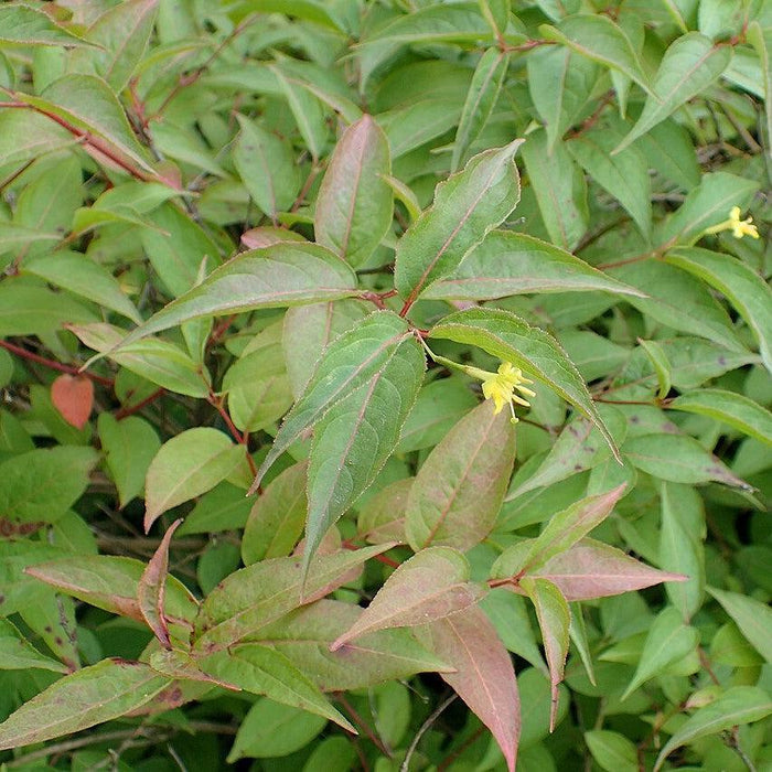 Diervilla lonicera  - Dwarf Bush Honeysuckle - Shipped