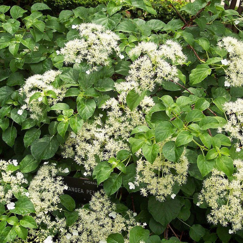 Climbing Hydrangea - Shipped