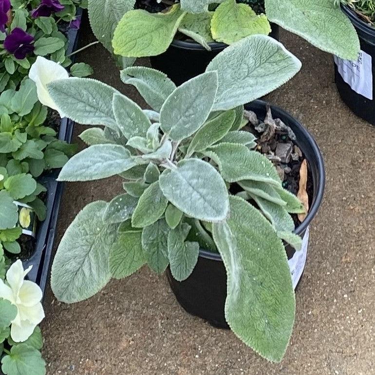 Giant Lamb's Ear - Shipped