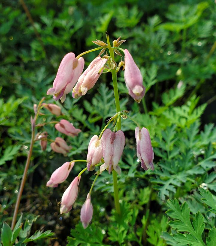 WILD BLEEDING HEART (DICENTRA EXIMIA) - In Store Pickup