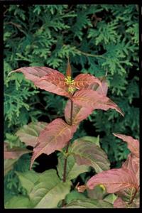 DIERVILLA LONICERA 'COPPER" COPPER LOW BUSH HONEYSUCKLE - IN STORE PICKUP
