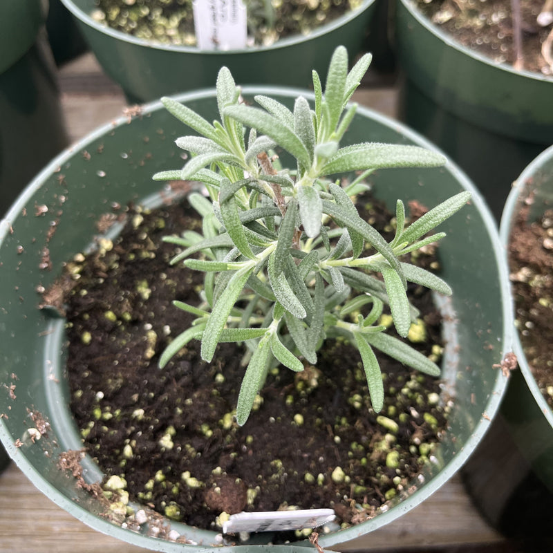 Arp Rosemary - Shipped