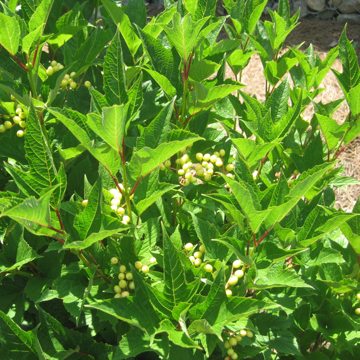 Viburnum trilobum ‘Wentworth’  - Wentworth Viburnum - Shipped