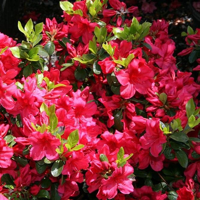 Girard's Crimson Azalea - Shipped