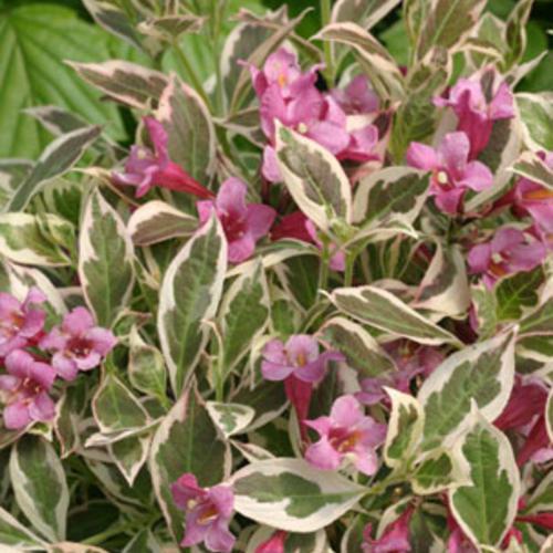 My Monet® Weigela - Shipped