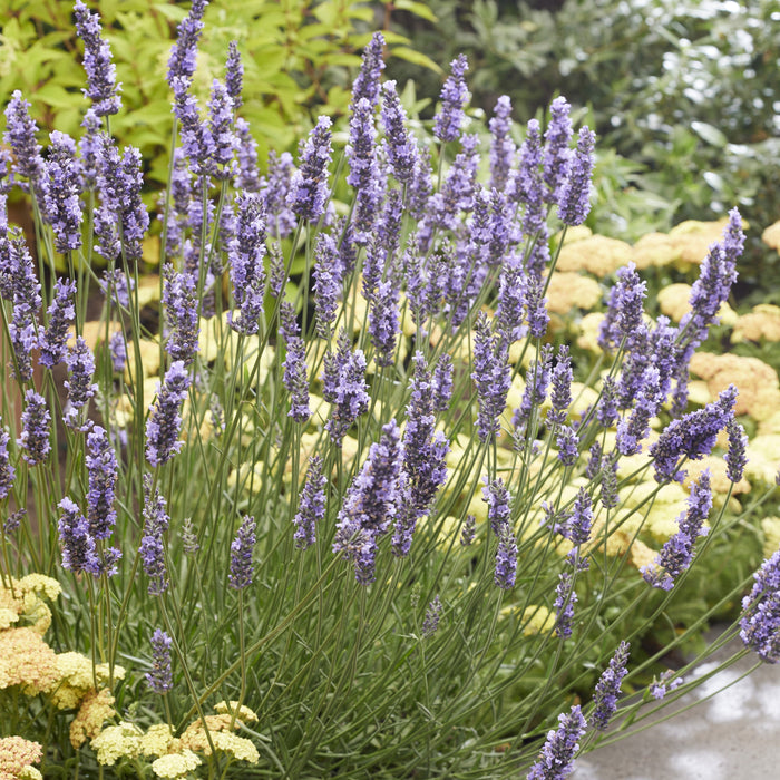 Sensational!® Lavender - Shipped