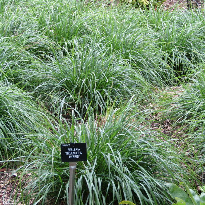 Sesleria 'Greenlee's Hybrid'  - Greenlee's Moor Grass - Shipped