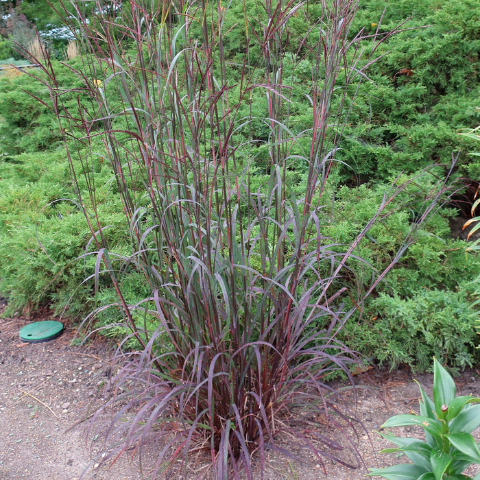 Andropogon gerardii 'Blackhawks'  - Blackhawks Big Blue Stem - Shipped
