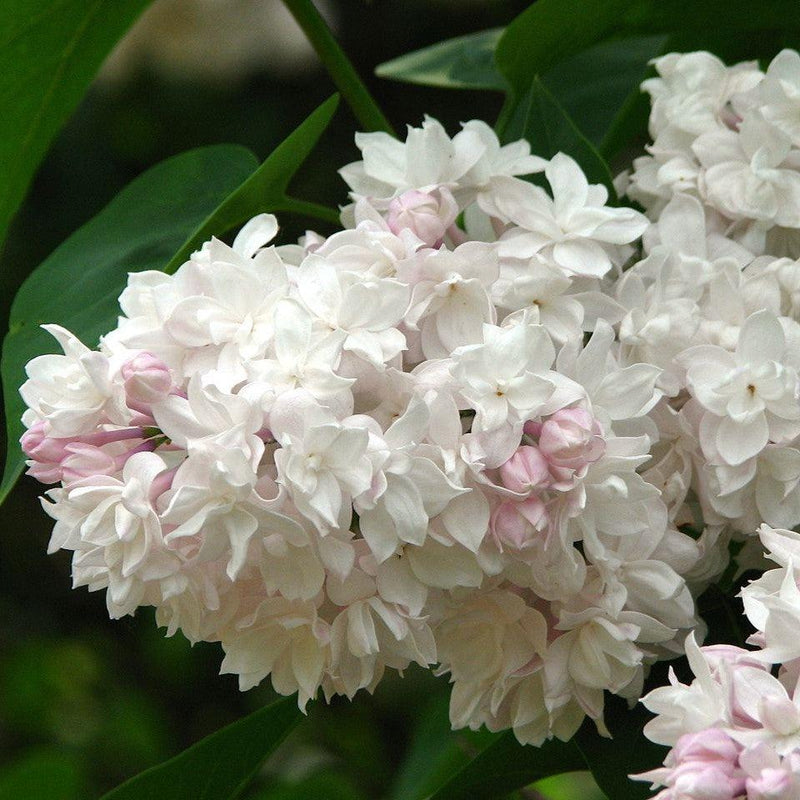 Beauty Of Moscow Lilac - Shipped