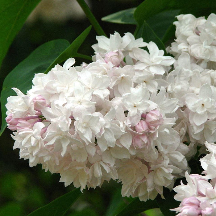 Beauty Of Moscow Lilac - Shipped