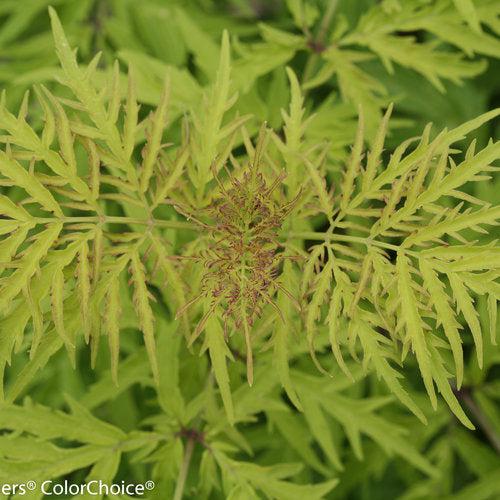 Lemony Lace® Elderberry - Shipped