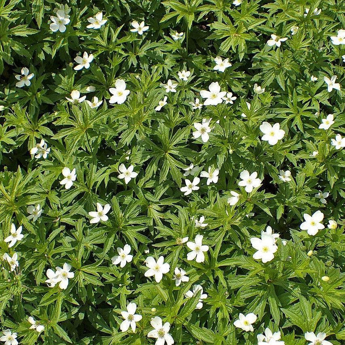 Anemone canadensis  - Canadian Anemone - Shipped