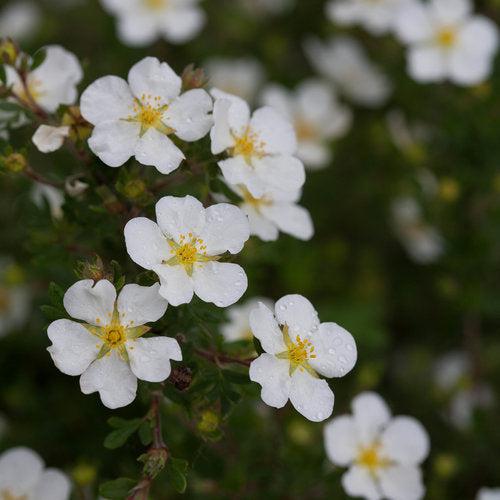 Happy Face® White Potentilla - Shipped