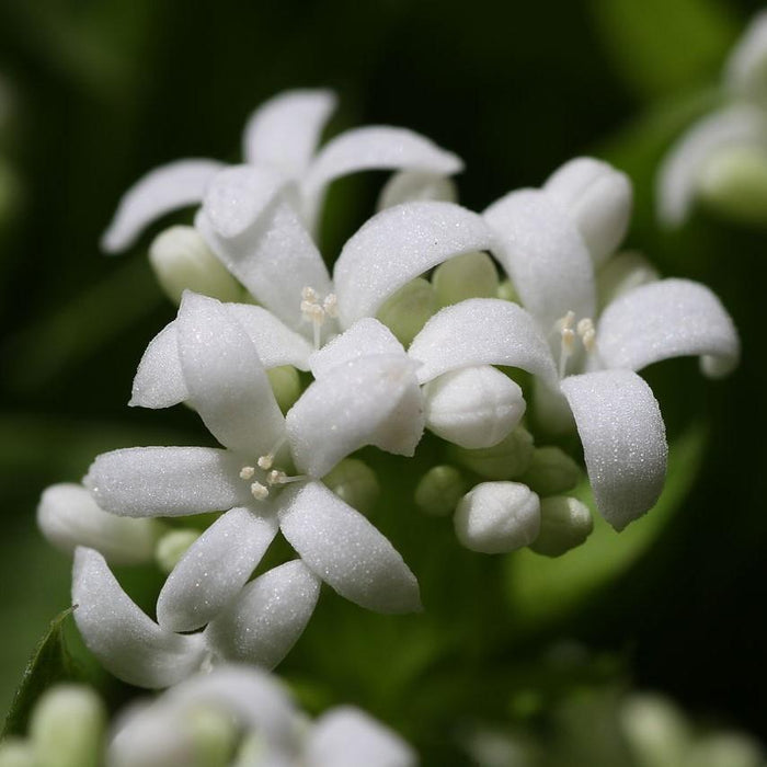 Sweet Woodruff - Shipped