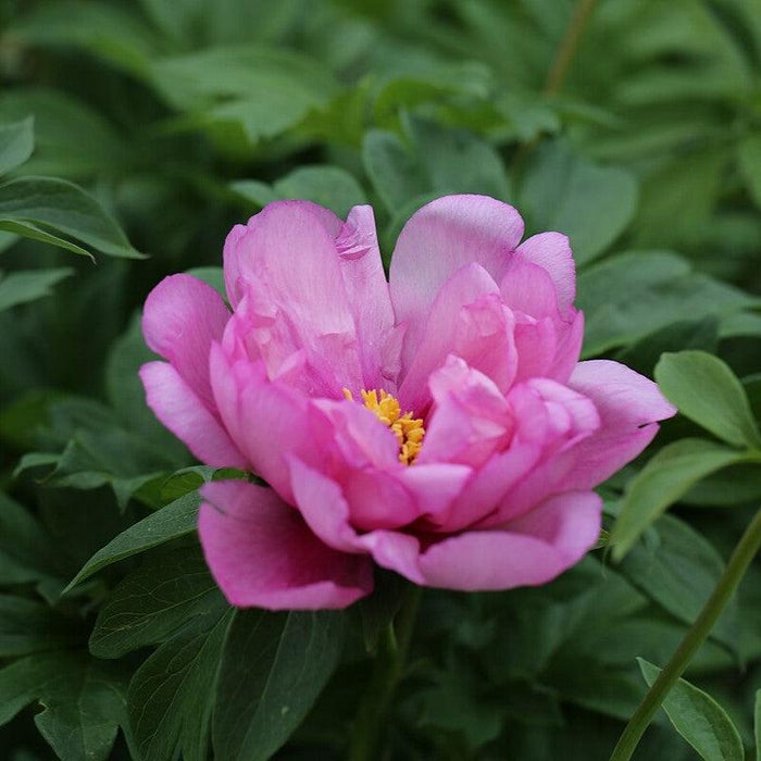 Paeonia 'First Arrival'  - First Arrival Itoh Peony - Shipped