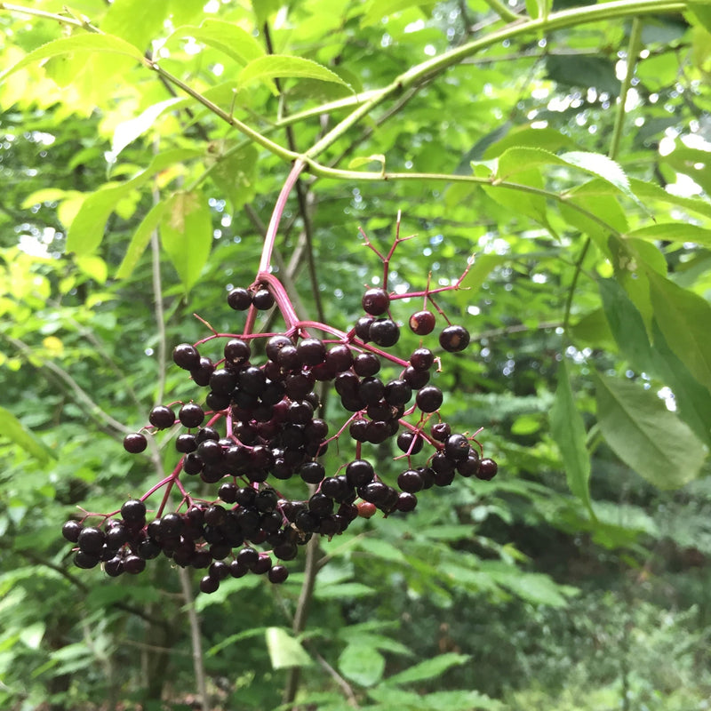 York Elderberry - Shipped