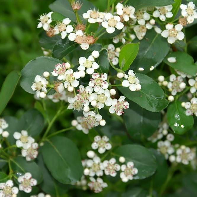 Winterberry Ilex verticillata 'Red Sprite' - Shipped