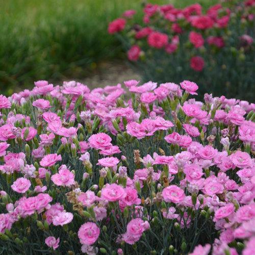 Fruit Punch® Sweetie Pie Dianthus - Shipped