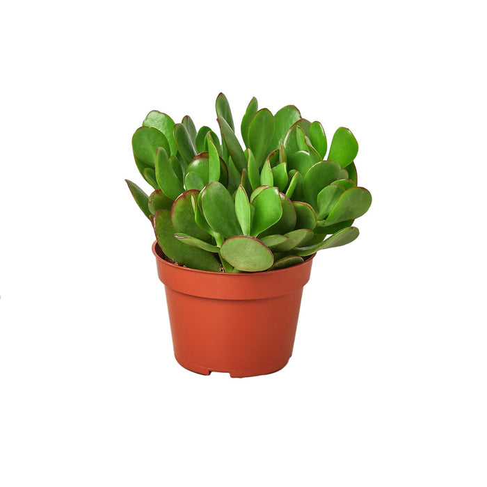 are succulents evergreen Succulent Crassula 'Jade'