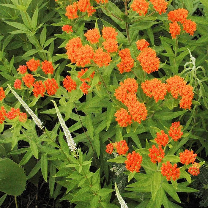 Asclepias tuberosa  - Butterfly Weed - Shipped