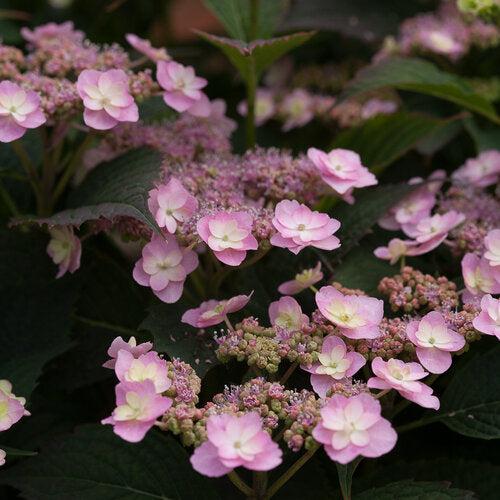 Tiny Tuff Stuff™ Hydrangea - Shipped