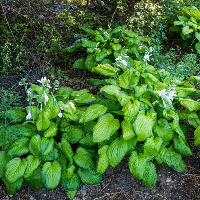 Hosta 'Guacamole'  - Guacamole Hosta - Shipped