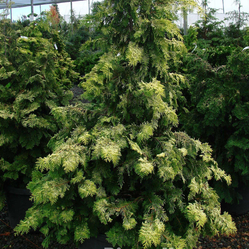 Golden Hinoki False Cypress - Shipped