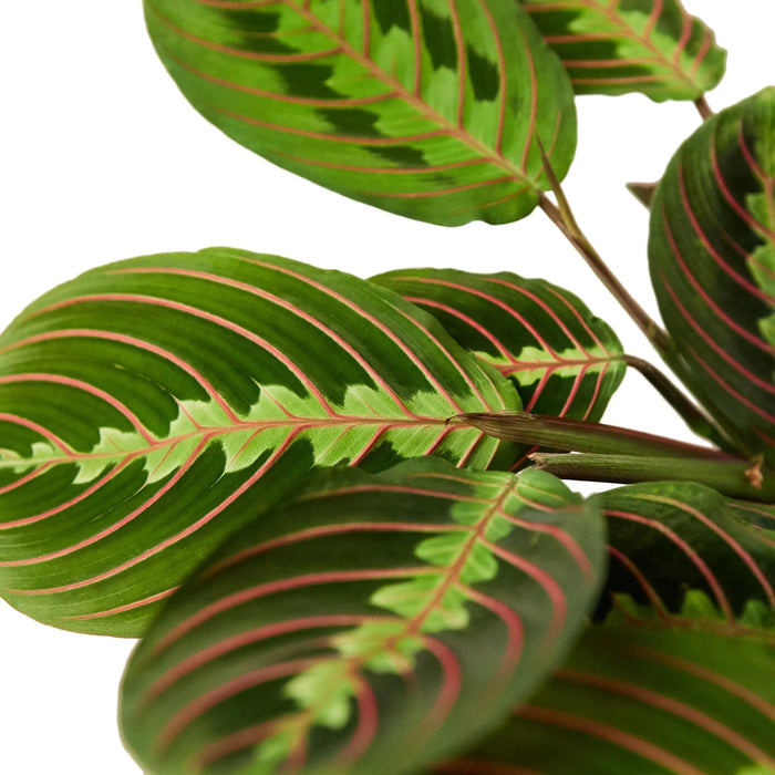 Maranta Red Prayer