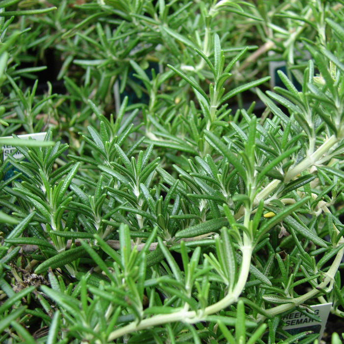 Rosmarinus officinalis 'Prostratus'  - Creeping Rosemary - Shipped
