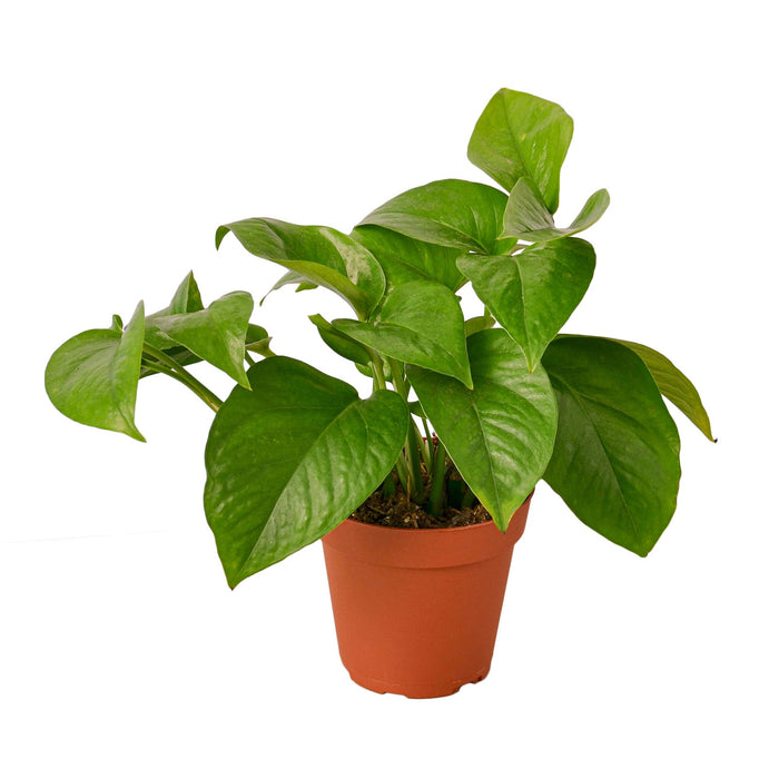 pothos names Pothos 'Green Queen' — The Gardeners' Choice