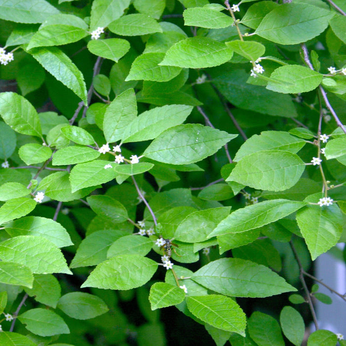 Ilex verticillata 'Jim Dandy'  - Jim Dandy Winterberry - Shipped