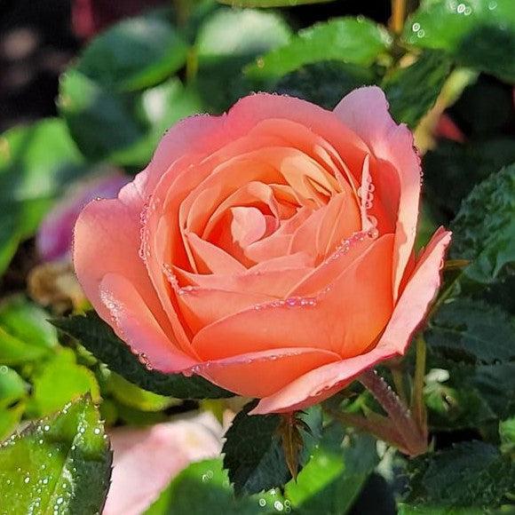 Rosa 'BAIypso'  - Easy Elegance® Calypso Rose - Shipped