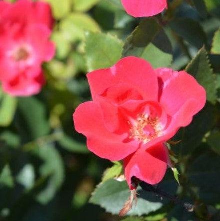 Knock Out® Shrub Rose, Red - Shipped