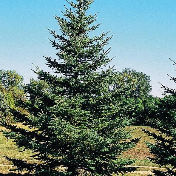Picea glauca var. densata  - Black Hills Spruce - Shipped