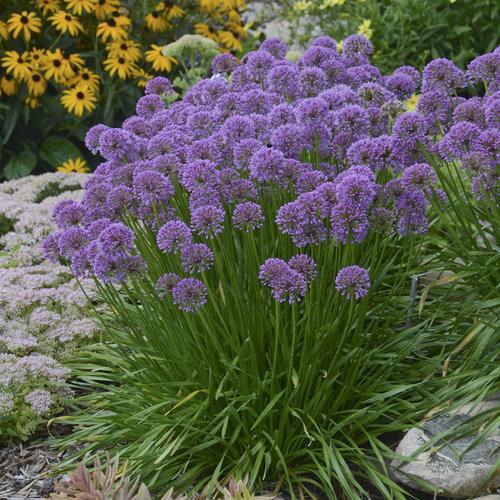 Allium 'Millenium'  - Millenium Ornamental Onion - Shipped