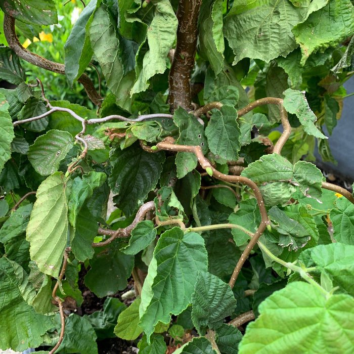Corylus avellana 'Contorta'  - Contorted Filbert, Harry Lauder’s Walking Stick - Shipped