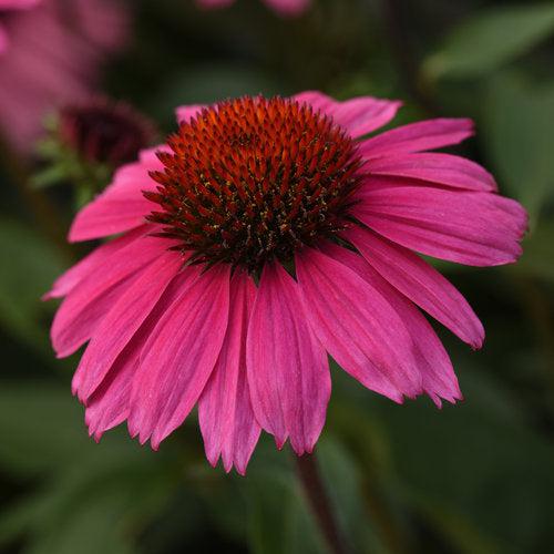 Echinacea x 'Balsomrosa' PP33011  - Sombrero® Rosada Coneflower - Shipped