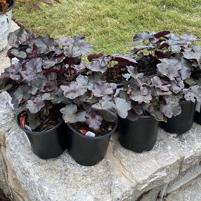 Heuchera 'Obsidian'  - Obsidian Coral Bells - Shipped