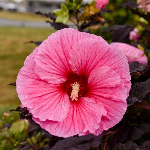 Summerific® Edge of Night Hibiscus - Shipped
