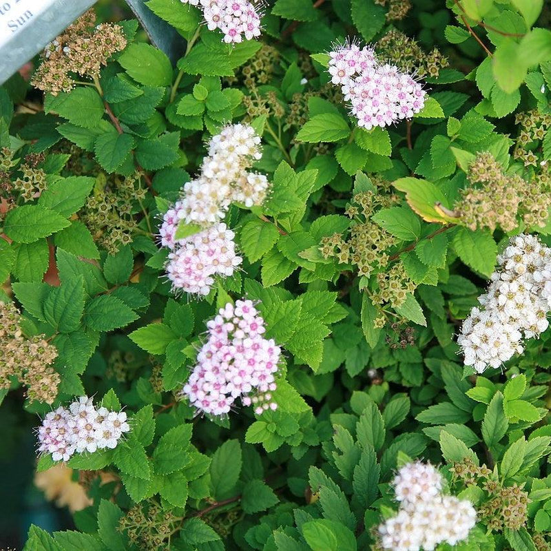 Little Princess Spirea - Shipped