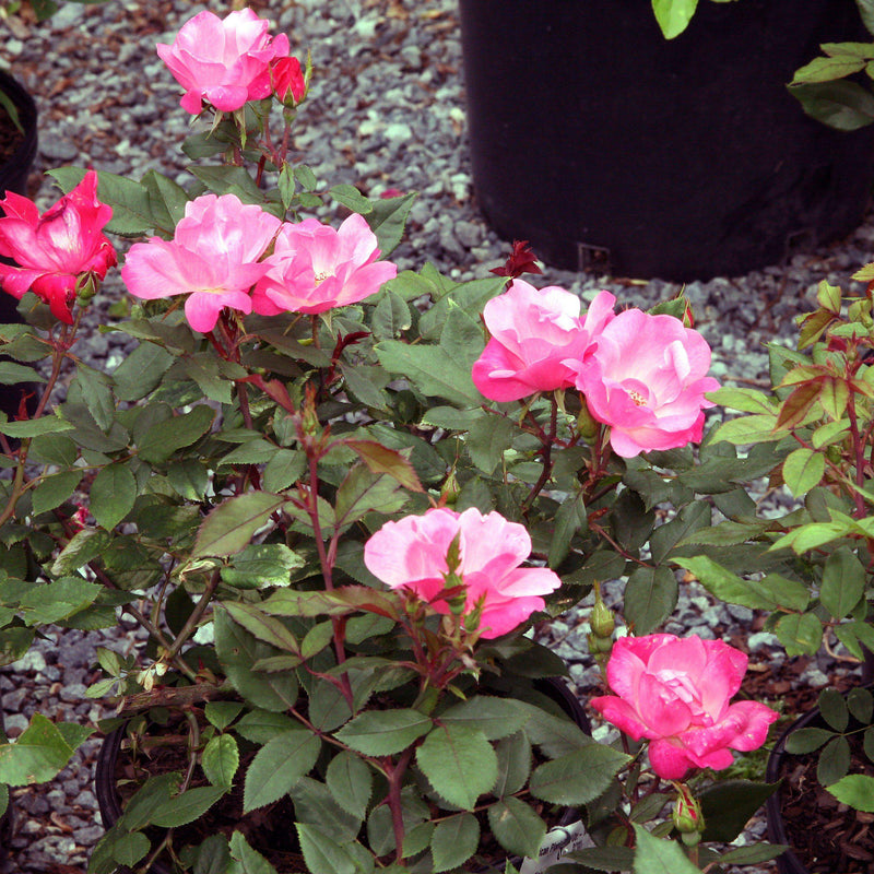 Pink Knock Out® Rose - Shipped