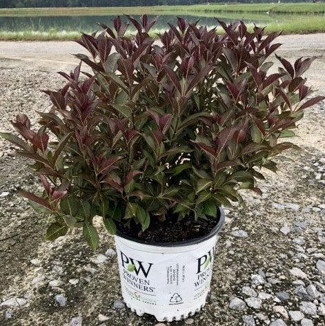 Wine & Roses® Weigela - Shipped