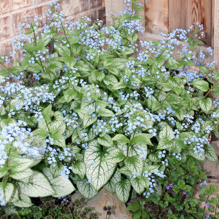 Brunnera macrophylla 'Jack Frost'  - Jack Frost Siberian Bugloss - Shipped