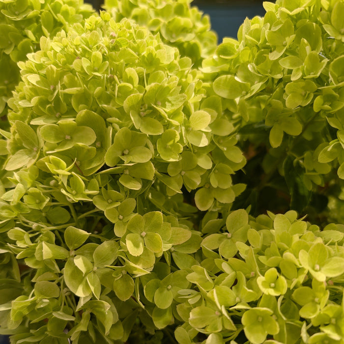 Hydrangea paniculata 'P19557‘  - Bloomin' Easy® Bubble Bath™ Hydrangea - Shipped